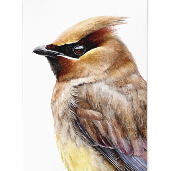 Watercolor Cedar Waxwing Bird Portrait Wall Art Print, Unframed - Vibrant Nature - Picture 2 of 7